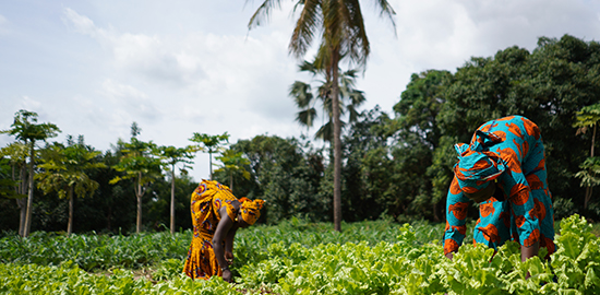 Aider les petits agriculteurs